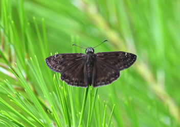 Wild Indigo Duskywing